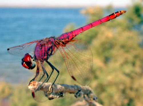 Réf. 324 255 : Trithemis annulata